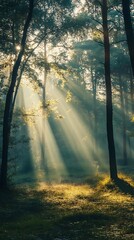 Obraz premium Sun rays breaking through forest canopy in magical light, nature, woodland