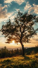 Fototapeta premium Silhouette of a lone tree against a sunset sky, with clouds and a meadow in the foreground