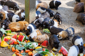 Guinea pigs enjoy a natural diet of fresh fruits and vegetables in a sunny outdoor area