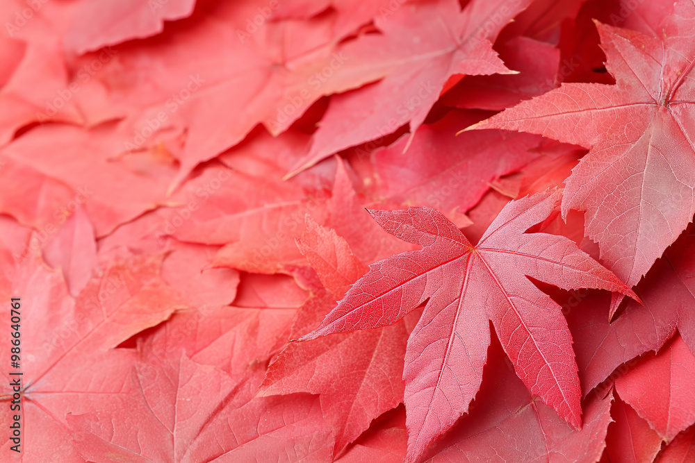 Wall mural vibrant red maple leaves scattered on the ground during autumn in a serene forest setting