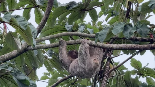 Three-Toed Costa Rican Sloth in a Tree