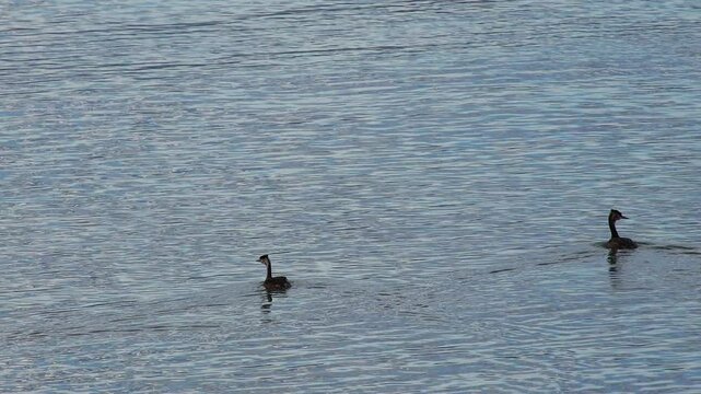 podiceps cristatus - great crested grebe swimming in lake garda at Lazise, Italy