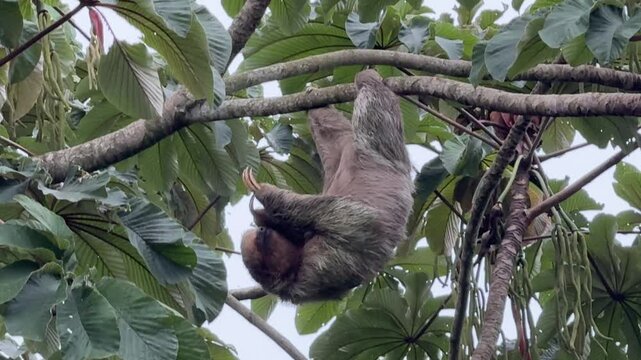Three Toed Costa Rican Sloth in a Tree