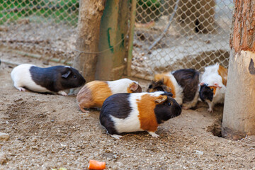 Happy guinea pigs exploring their outdoor pen in a sunny garden setting during the afternoon