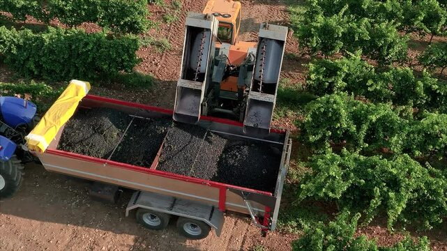 GRAPE HARVESTER, ORBIT AROUND IT WHILE LOWERING THE LOADING TANKS
