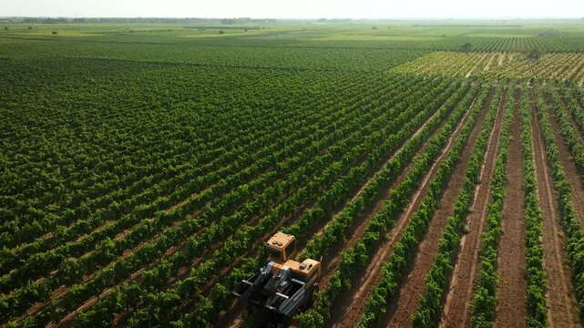 GRAPE HARVESTER, BACKING DIAGONALLY ACROSS THE VINEYARD AND DISCOVERING IT WHILE HARVESTING