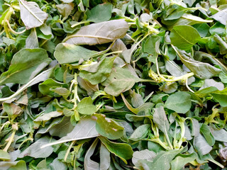Leafy greens - spinach (Botanical Name - Spinacia oleracea)