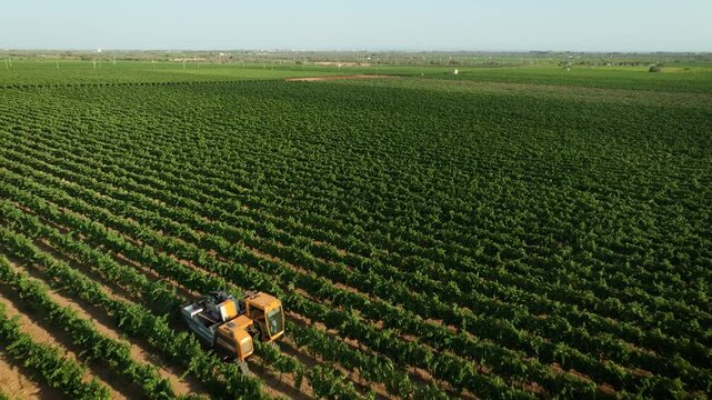 GRAPE HARVESTER, BACKING DIAGONALLY ACROSS THE VINEYARD AND DISCOVERING HER WHILE HARVESTING 2