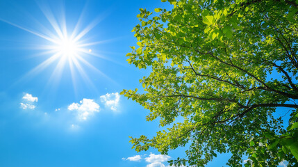 Fototapeta premium Bright sunlight shining through green tree leaves against blue sky