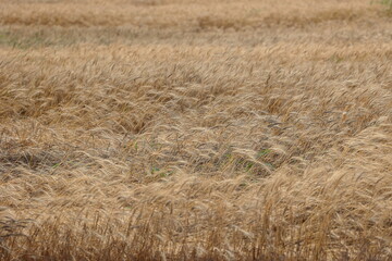 風で揺れる、収穫間近の畑の小麦