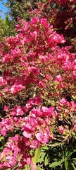 Belas flores de primavera em rosa pink e vermelho. Bougainvillea.,