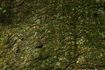 断層になっている大きな岩肌