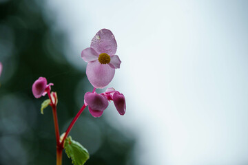 Fototapeta premium 可憐に咲く雨に濡れたベゴニア