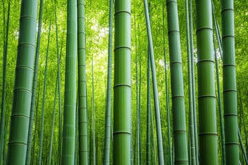 Fototapeta premium A dense bamboo forest, with tall green stalks reaching up toward the sky, creating a sense of calm and serenity