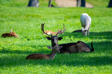 Damwild im Naturschutzgebiet bei Ingolstadt auf einer Wiese liegend