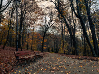 Autumn forest landscape with yellow leaves on the ground and fog on the ground
