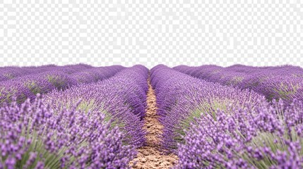 Obraz premium A field of lavender flowers with a path running through it