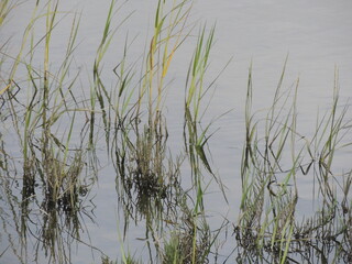 Grass growing in the shallows of a marsh.