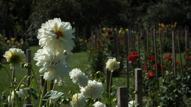 A close-up of a stunning white dahlia blossom in a vibrant garden. This beautiful Garden Dahlia flower showcases the beauty found in botanical landscape design plantations on sunny summer days.