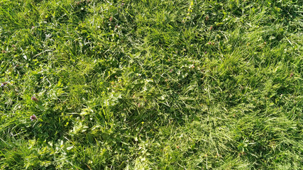 green grass, thick lawn, herbs