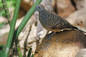 Zebra Dove