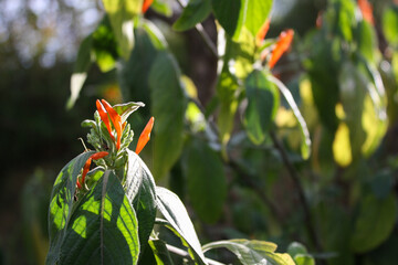 Justicia spicigera or mexican honeysuckle basking in the sun