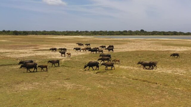 Aerial view of Wild water buffaloes in their natural habitat. Kumana national park. Sri Lanka.