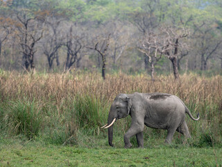 A young tusker Indian elephant walks across a meadow against the background of a dry grassland and woodland at Manas National Park, Assam, India