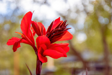Close up of red Canna Lily, outdoors, sunny, nobody