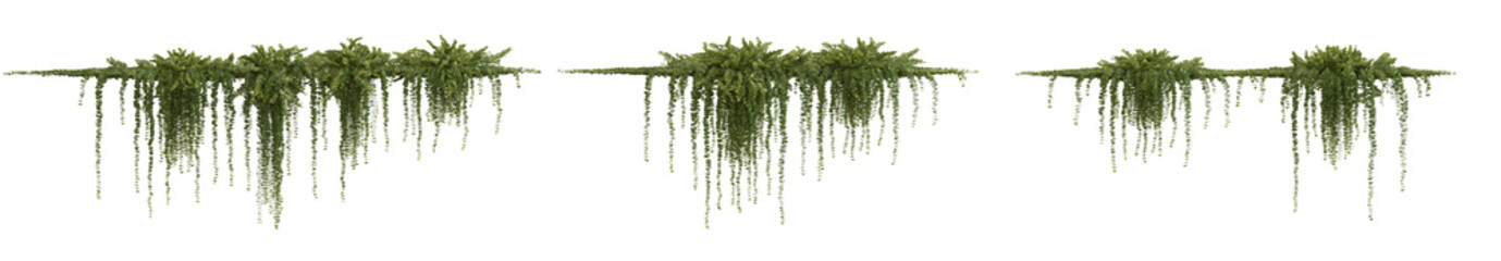 Hanging plant isolated png on a transparent background premium cutout high resolution © Roman