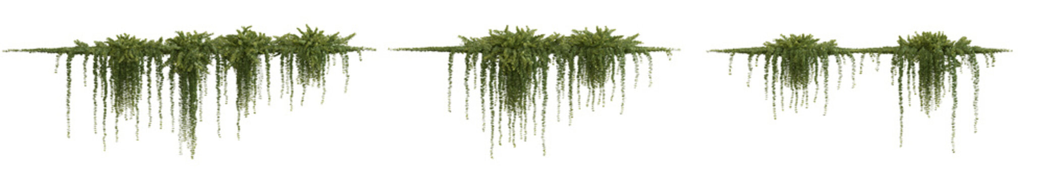 Hanging plant isolated png on a transparent background premium cutout high resolution