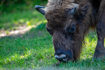 Wisent beim Grasen in der bayrischen Wildnis
