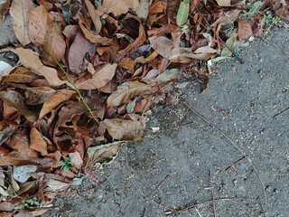 autumn leaves on the ground