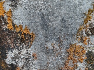 Cement wall background with orange moss on the surface