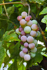 Grapes on the Vine 01