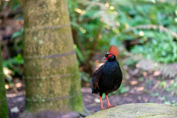 A striking crested wood partridge, with its vibrant red crest and dark plumage, stands proudly on a rock in a lush, green jungle setting.