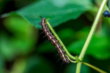 Caterpillar crawling on green stem, showcasing intricate details and natural beauty.