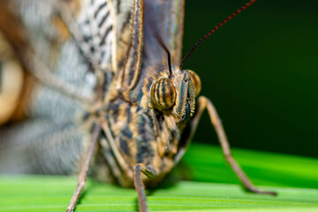 Extreme close-up of butterfly head showcasing intricate detail of eyes and proboscis.