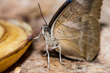 Close-up of butterfly with extended proboscis feeding on banana, showcasing intricate detail.