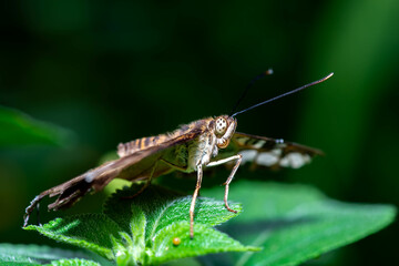 A butterfly with patterned brown and white wings rests on a green leaf.