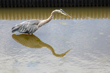 Heron Reflection 06