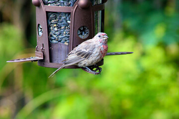 Finch at Feeder 01