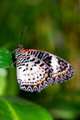 Obraz premium Vibrant butterfly with intricate black, white, and orange patterns perched on a green leaf, set against a blurred natural background