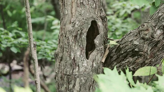 木の幹の穴