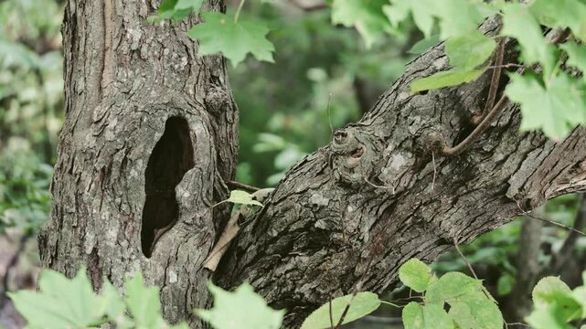 木の幹の穴