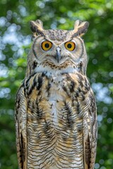 Fototapeta premium A stunning close-up portrait of a great horned owl with vivid yellow eyes and a beautifully striped body perched gracefully on a branch against a soft blurred background.