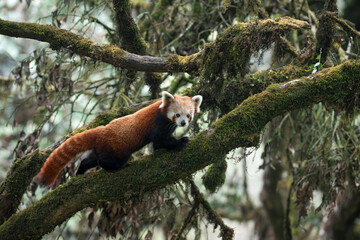 Full body portrait image of a red panda walking over a branch of a mossy oak nut tree showing the...