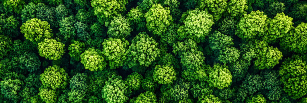 Ai deforestation detection in environmental monitoring where artificial intelligence analyzes satellite imagery identifies deforestation hotspots and supports reforestation efforts