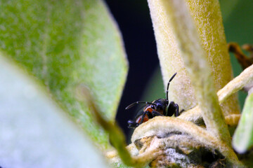 Milkweed Seed Beetle Face 08