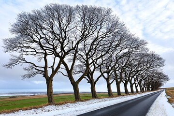 A row of barren trees along a country road, their branches intertwined like a web against the pale winter sky